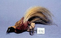 Lesser bird-of-paradise Collection Image, Figure 3, Total 9 Figures